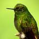 Green hummingbird