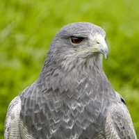 Grey Hawk closeup