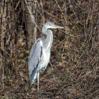 Grey Heron - Ardea cinerea