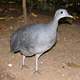 Grey Tinamou - Tinamus tao