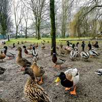 Group of ducks in the park
