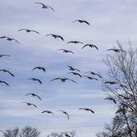 Group of Geese in flight