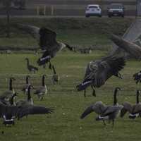 Group of Geese landing