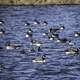 Group of Geese swimming in a lake