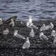 Group of Seagulls on the pier