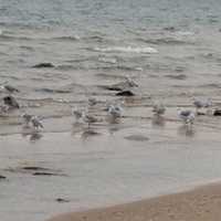 Group of Seagulls
