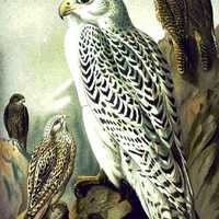 Gyrfalcon Painting -- Falco rusticolus