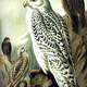 Gyrfalcon Painting -- Falco rusticolus
