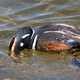 Harlequin Duck Foraging Underwater