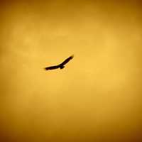 Hawk against the orange sky 