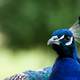 Head of a blue peacock