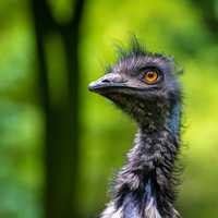 Head shot of an Emu