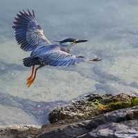 Heron flying Near the Shore