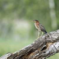 Heron on a log