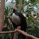 Horned Guan