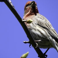 House Finch on Branch