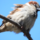 House Sparrow on Branch