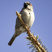 House Sparrow on pine tree
