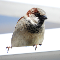 House Sparrow on roof