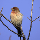 House Finch Male on branch