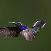 Hummingbird in Flight