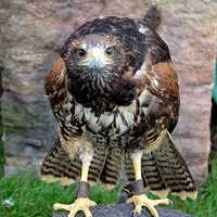 Intense stare of a hawk