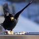 Jackdaw feeding on crumbs