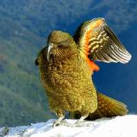 Kea Wing in New Zealand