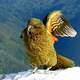 Kea Wing in New Zealand