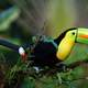 Keel Billed Toucan - Ramphastos sulfuratus