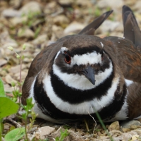 Killdeer sitting down -- Charadrius vociferus