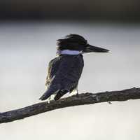 Kingfisher standing on a branch