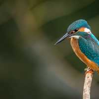 Kingfisher standing on limb
