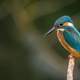 Kingfisher standing on limb