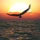 Large Bird flying over the ocean at sunset