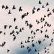 Large Flock of Pigeons in the Air