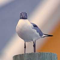 Laughing Gull - Leucophaeus atricilla - standing on a post