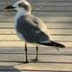 Laughing Gull