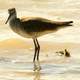 Lesser Yellowlegs