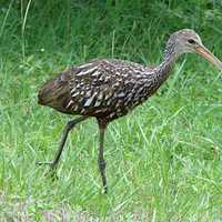 Limpkin -- Aramus guarauna