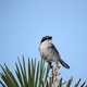 Loggerhead shrike standing on tree