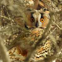 Long Eared Owl in the Branches