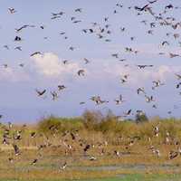 Lots of Waterfowl flying up into the sky