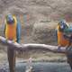 Macaws