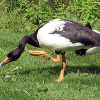 Magpie Goose - Anseranas semipalmata