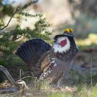 Male dusky grouse in display