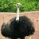 Male Ostrich