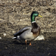 Mallard duck standing on shore