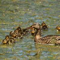 Mallard Family with Duck and Ducklings