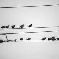 Many small birds perched on the telephone wire